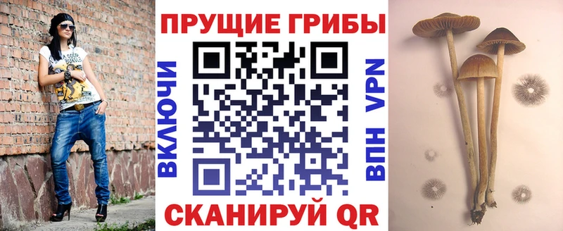 Купить  Курск  Галлюциногенные грибы прущие грибы 
